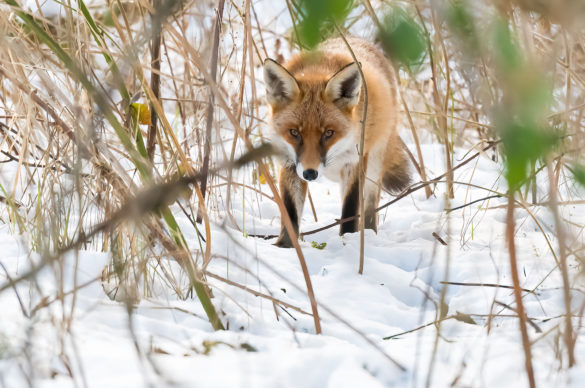 Photo of a red fox standing in deep snow
