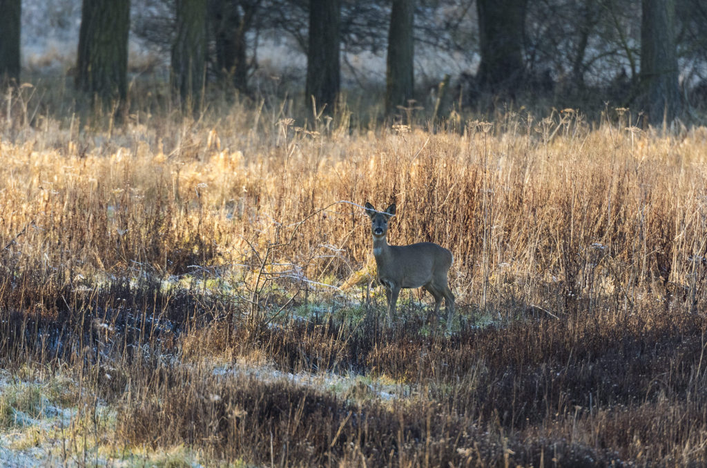 Photo of roe deer in frosty field