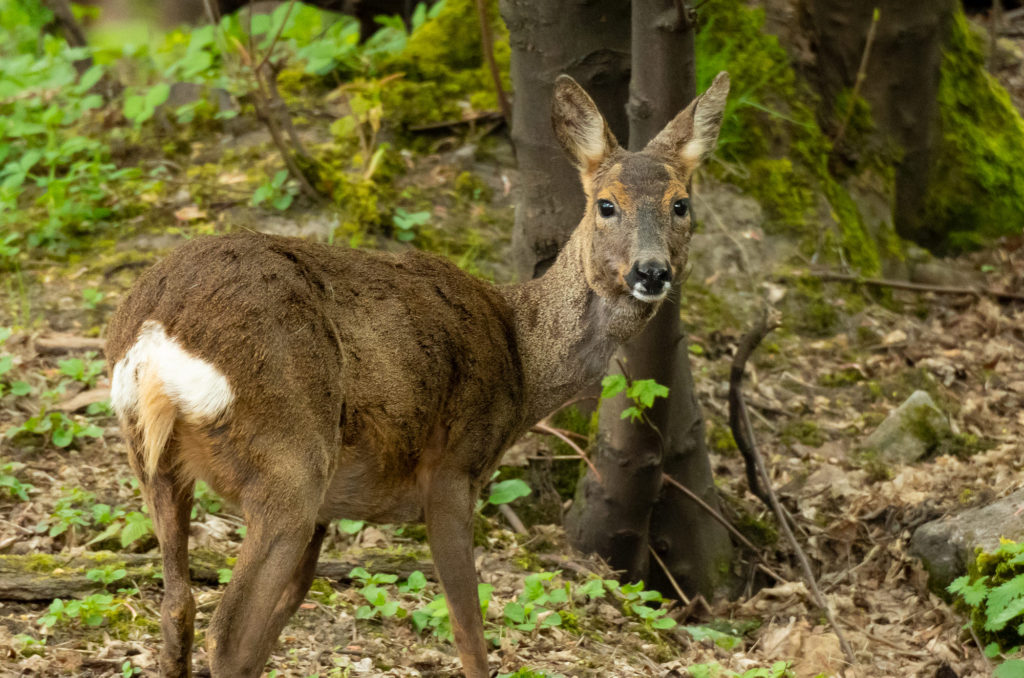 Photo of a roe deer in a wooded area