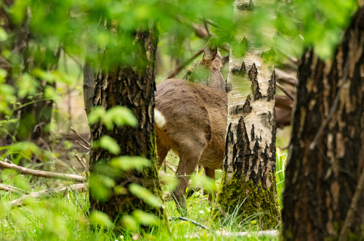 Photo of a roe deer standing in between trees