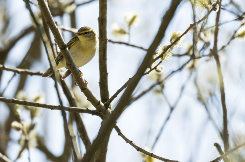 Photo of a willow warbler in a tree