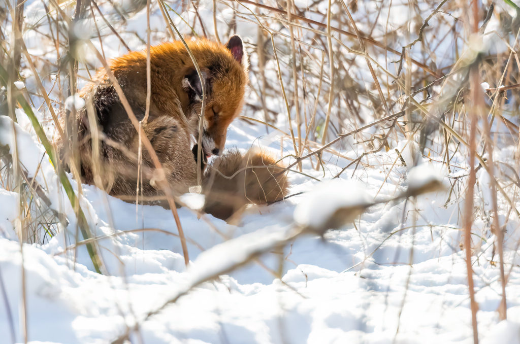Photo of a red fox sitting in deep snow grooming itself