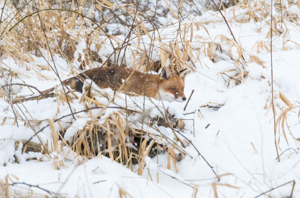 Photo of a red fox running through deep snow