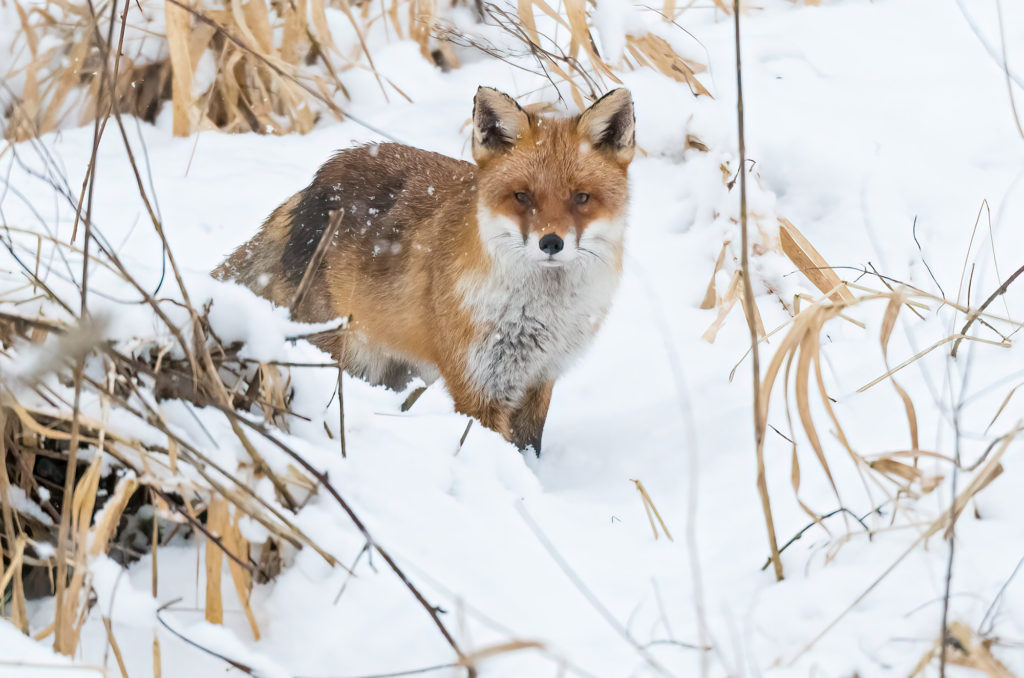 Photo of a red fox standing in deep snow with snowflakes falling