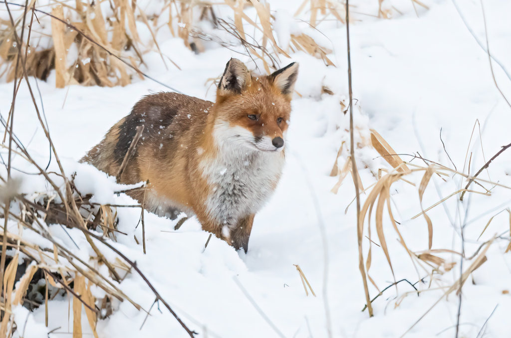 Photo of a red fox standing in deep snow with snowflakes falling