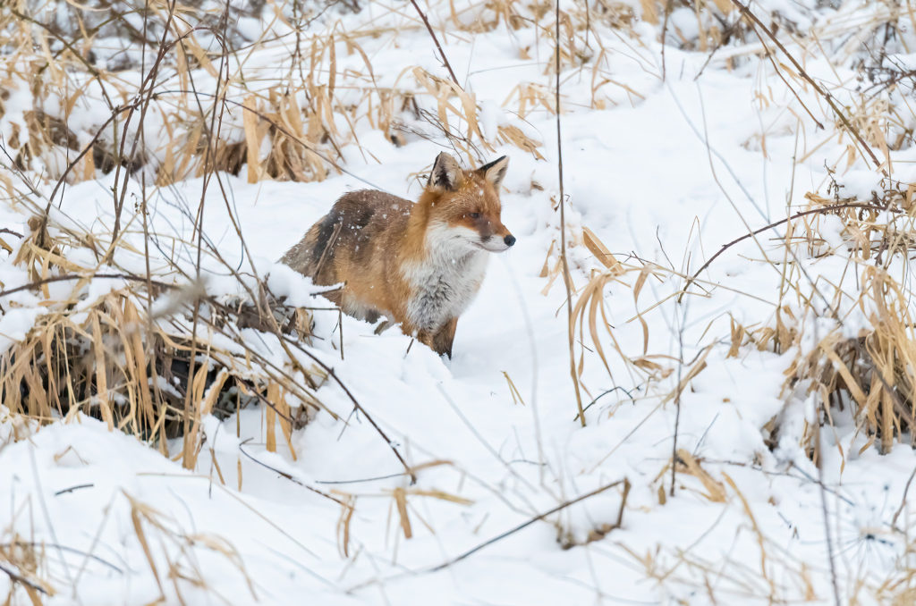 Photo of a red fox standing in deep snow with snowflakes falling