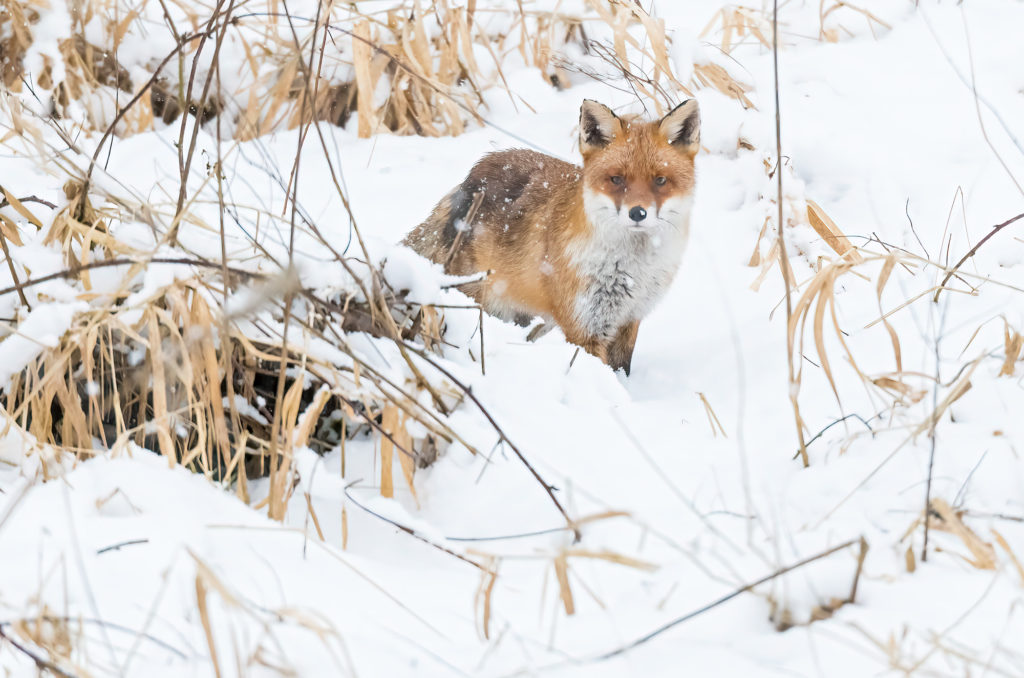 Photo of a red fox standing in deep snow with snowflakes falling