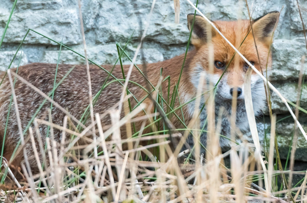Photo of a red fox looking through long grass