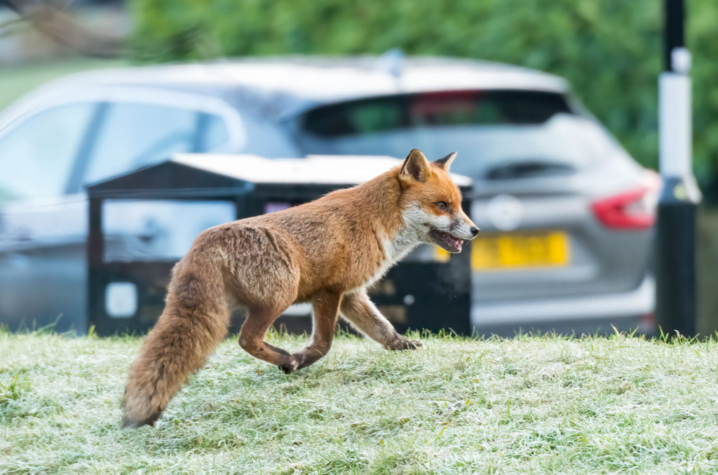 Photo of a red fox trotting along on frost-covered grass with a litter bin and car in the background