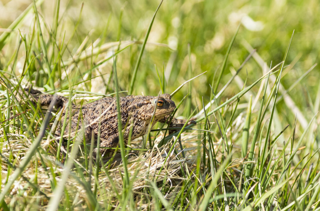 Photo of a common toad walking through grass