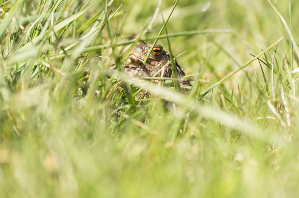 Photo of a common toad moving through grass