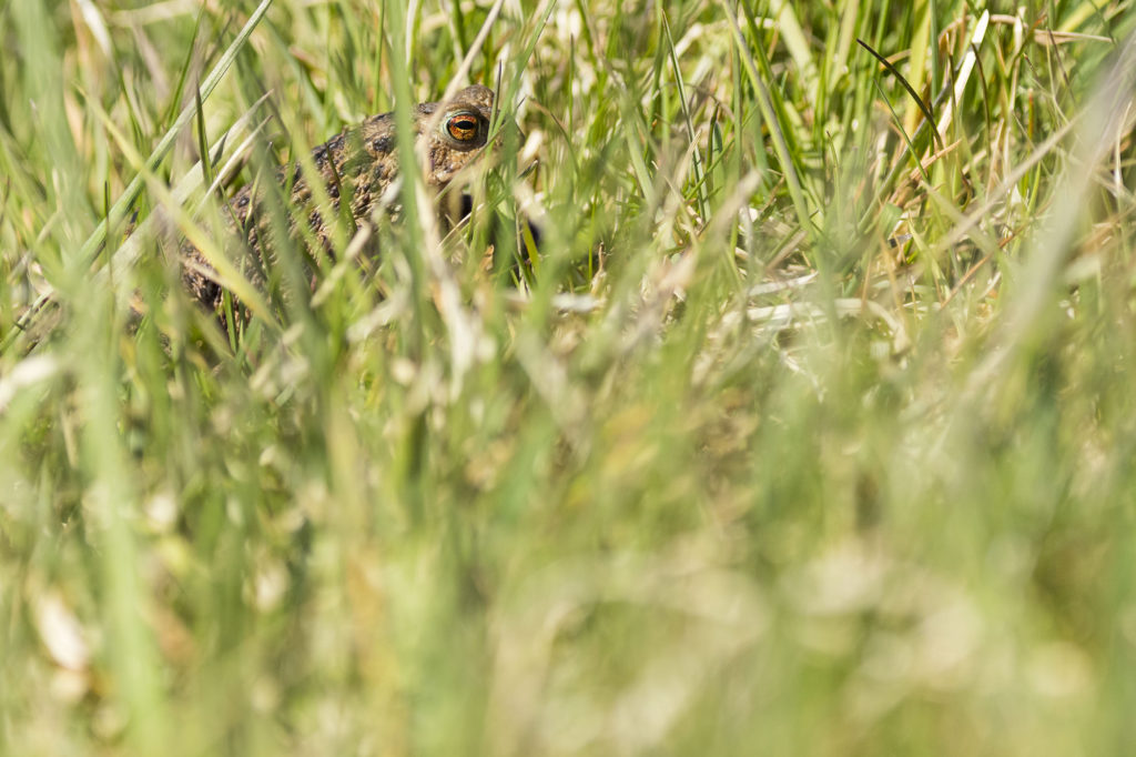 Photo of a common toad moving through grass