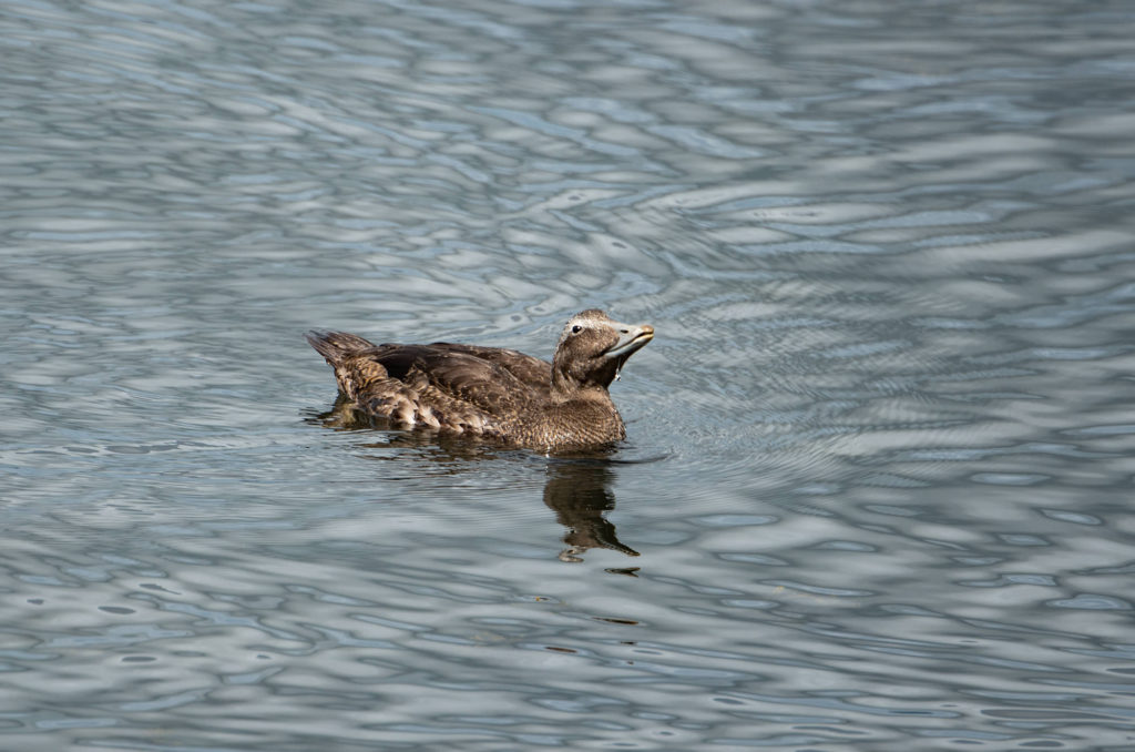 Photo of a juvenile male eider duck with its head raised