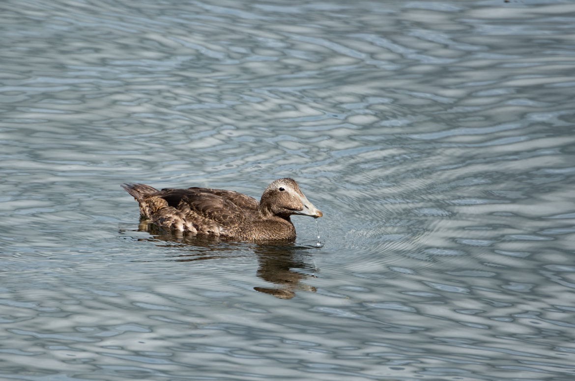 Photo of a juvenile male eider duck