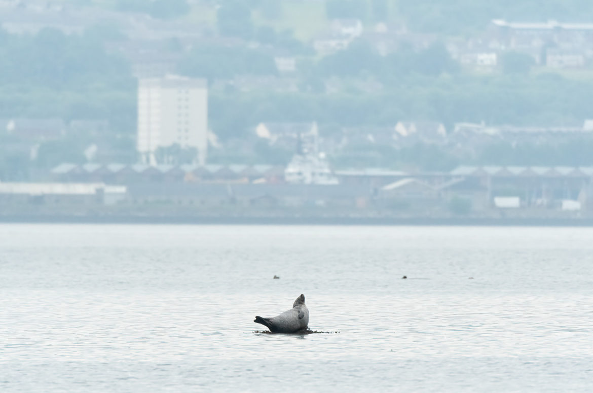 Photo of a harbour (common) seal on a rock in the water with buildings in the background