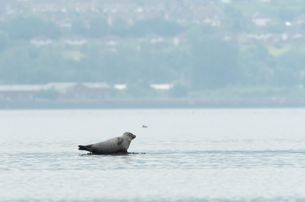 Photo of a harbour (common) seal on a rock in the water with buildings in the background