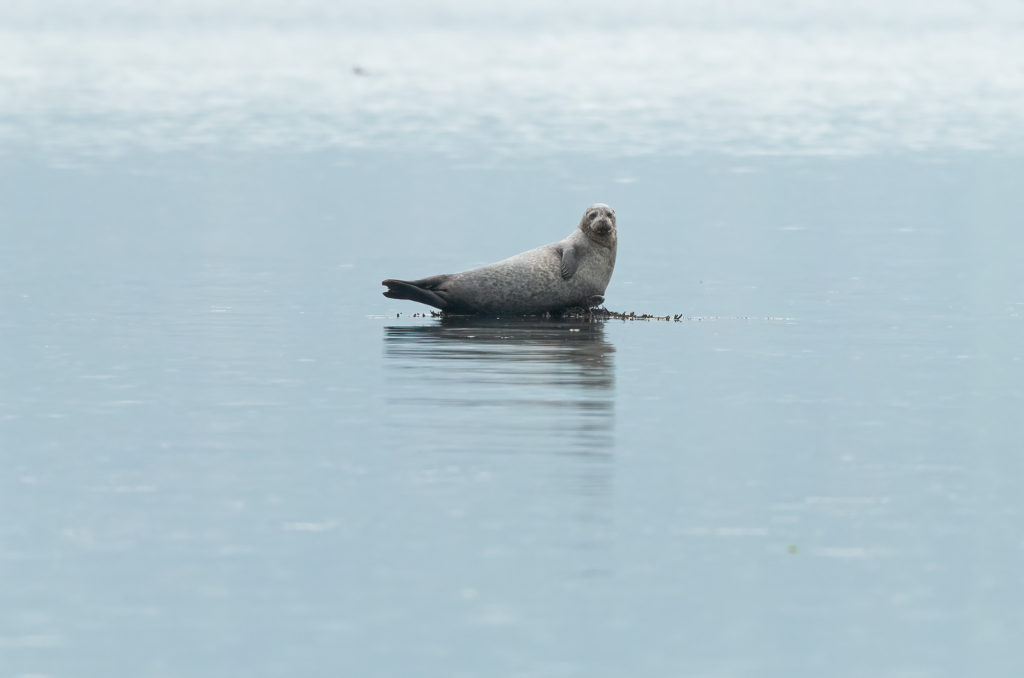 Photo of a harbour (common) seal on a rock in the water
