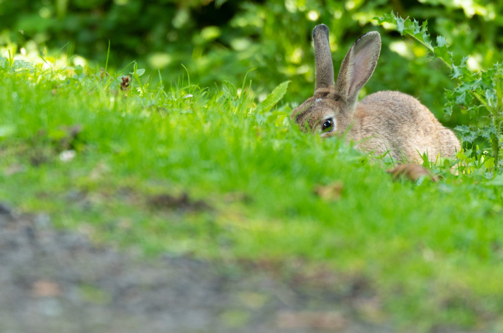 Close-up photo of a rabbit grazing