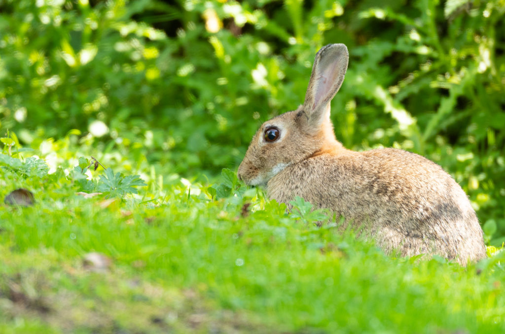 Close-up photo of a rabbit sitting