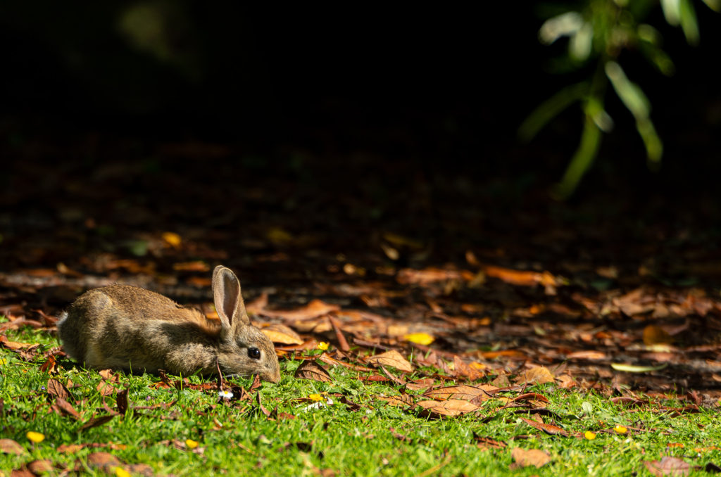 Photo of a juvenile rabbit grazing among fallen leaves