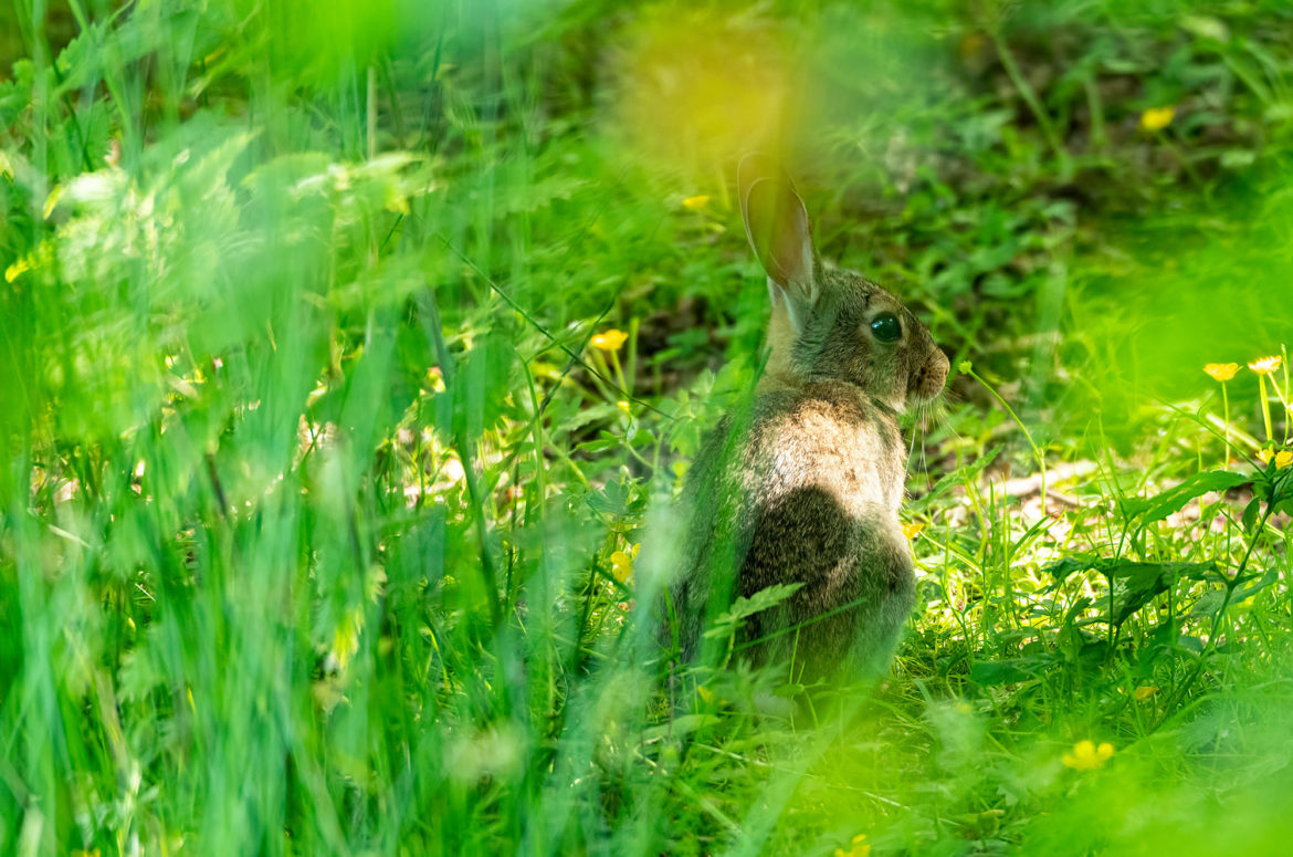 Photo of a rabbit sitting in long grass