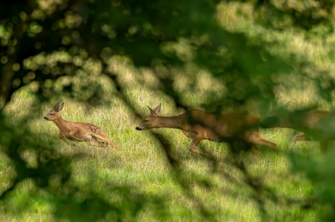 Photo of roe deer kid and doe being chased by a buck, partially obscured by trees