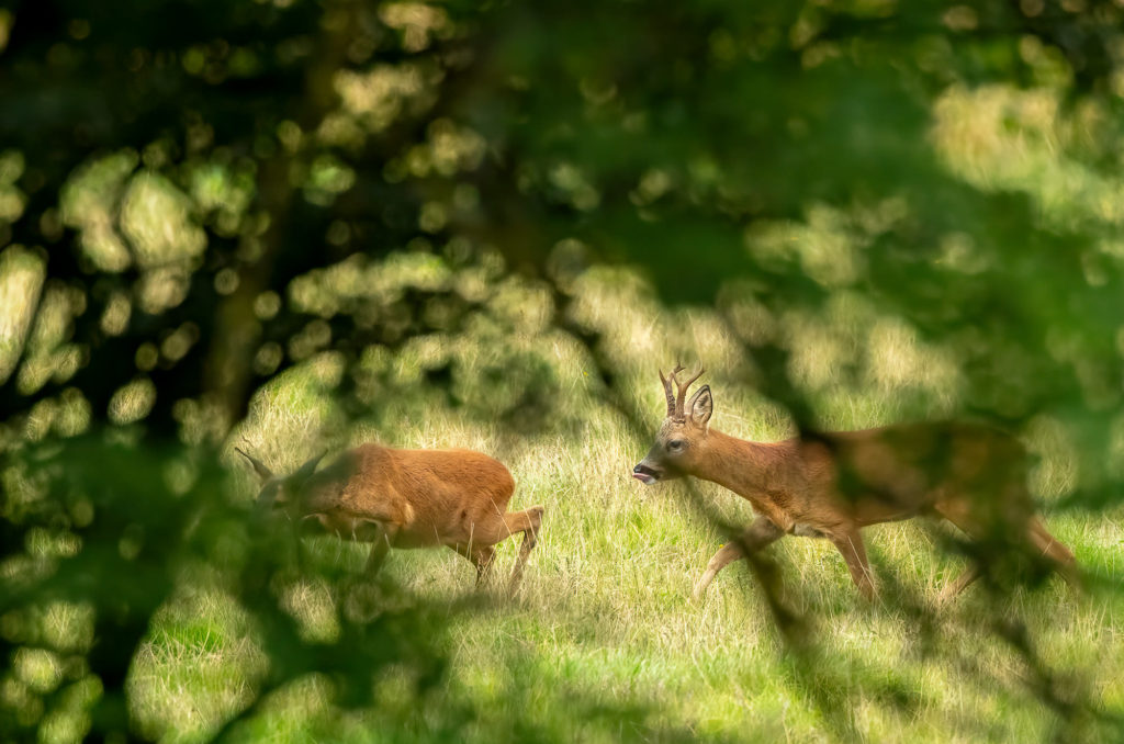 Photo of roe deer doe being chased by a buck, partially obscured by trees