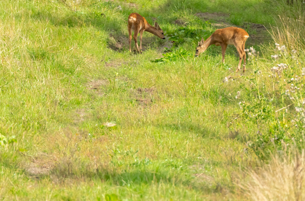 Photo of two roe deer kids grazing