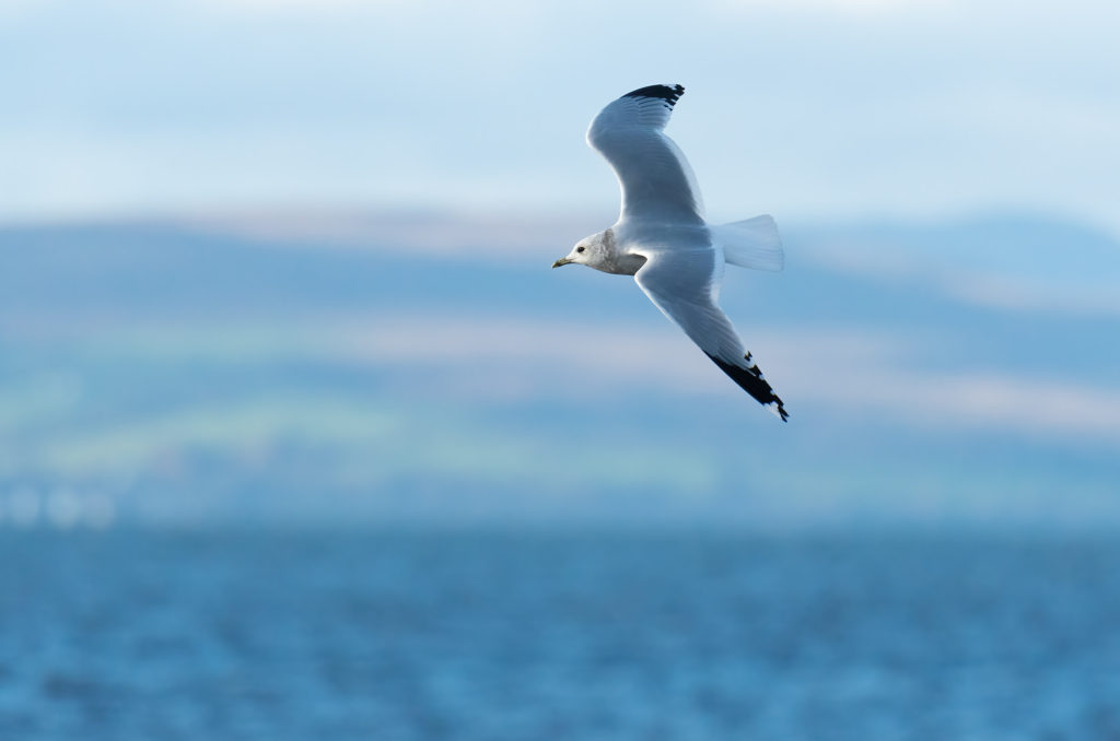 Common gull in flight with the sea and hills in the background