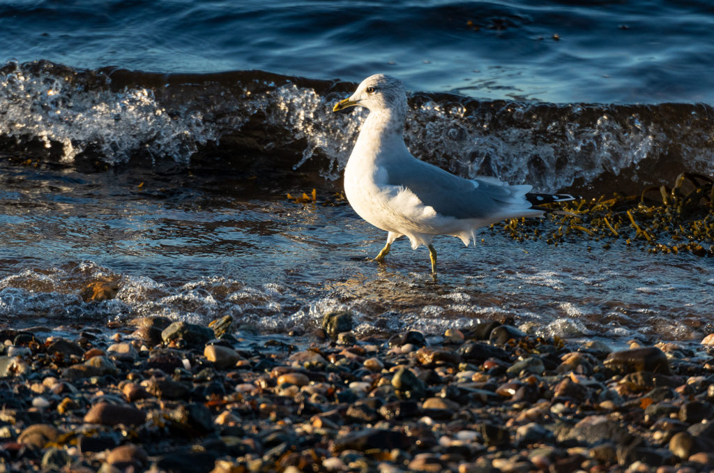 Photo of a common gull walking through the surf