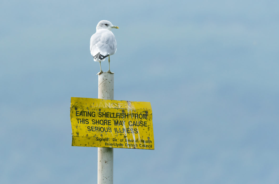Common gull perched on a sign that warns against eating shellfish from the shore