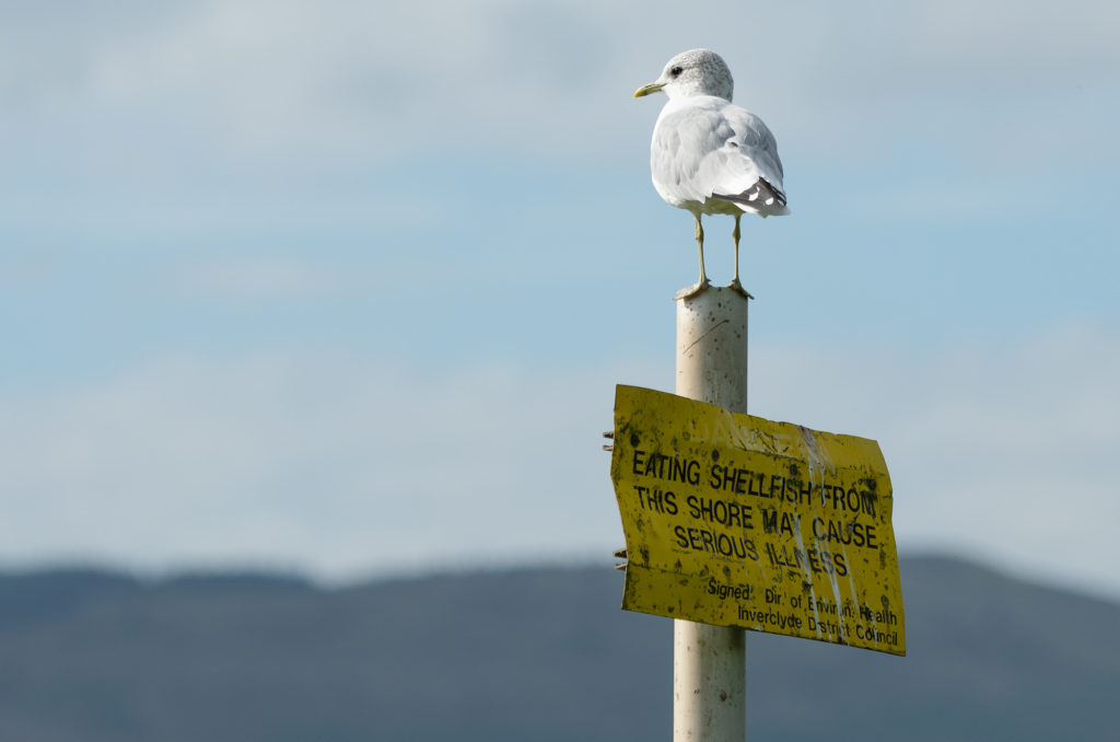 Common gull perched on a sign that warns against eating shellfish from the shore