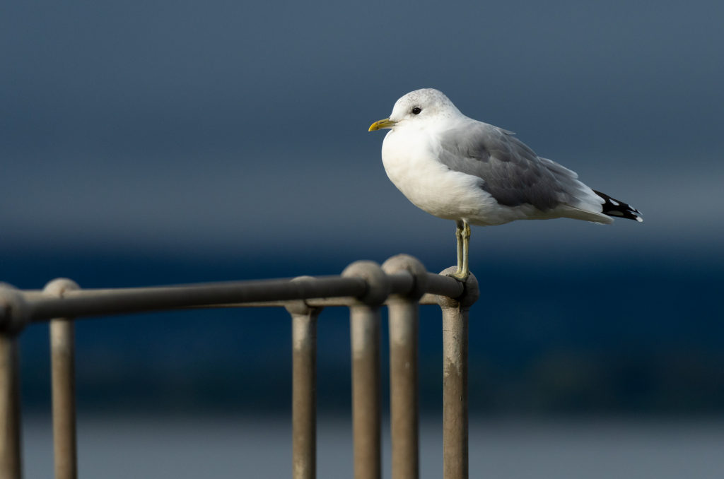 Common gull perched on a metal railing