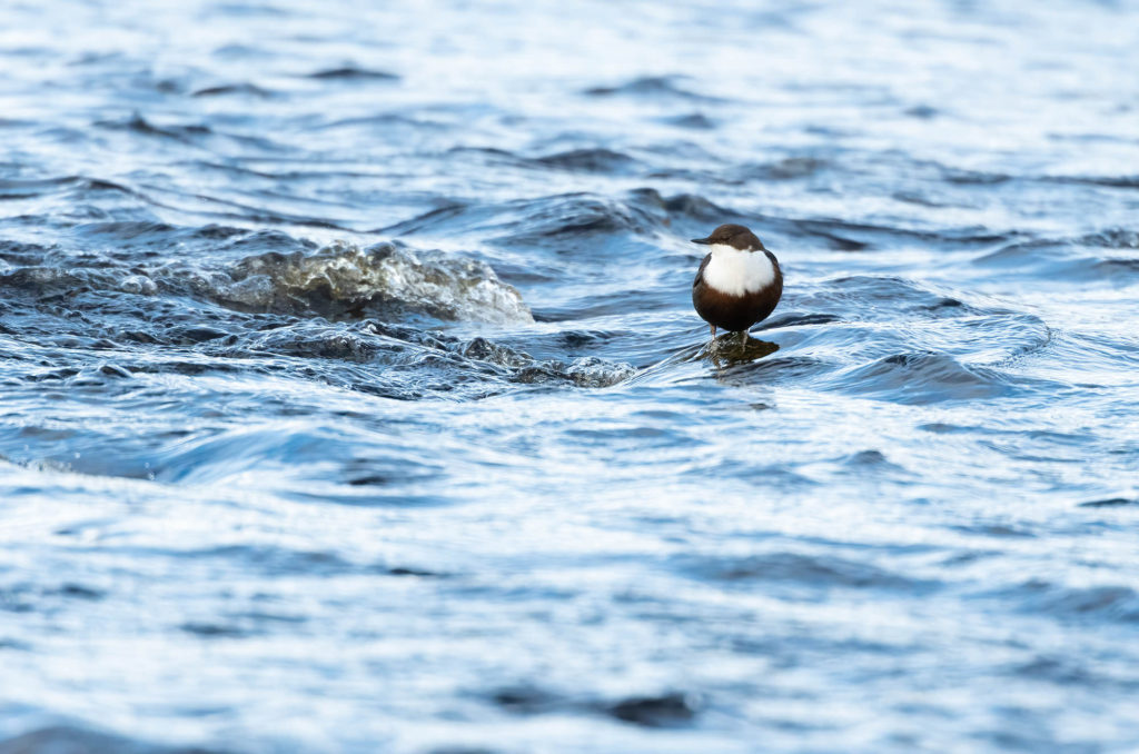 Photo of a dipper perched on a rock that is covered by flowing water