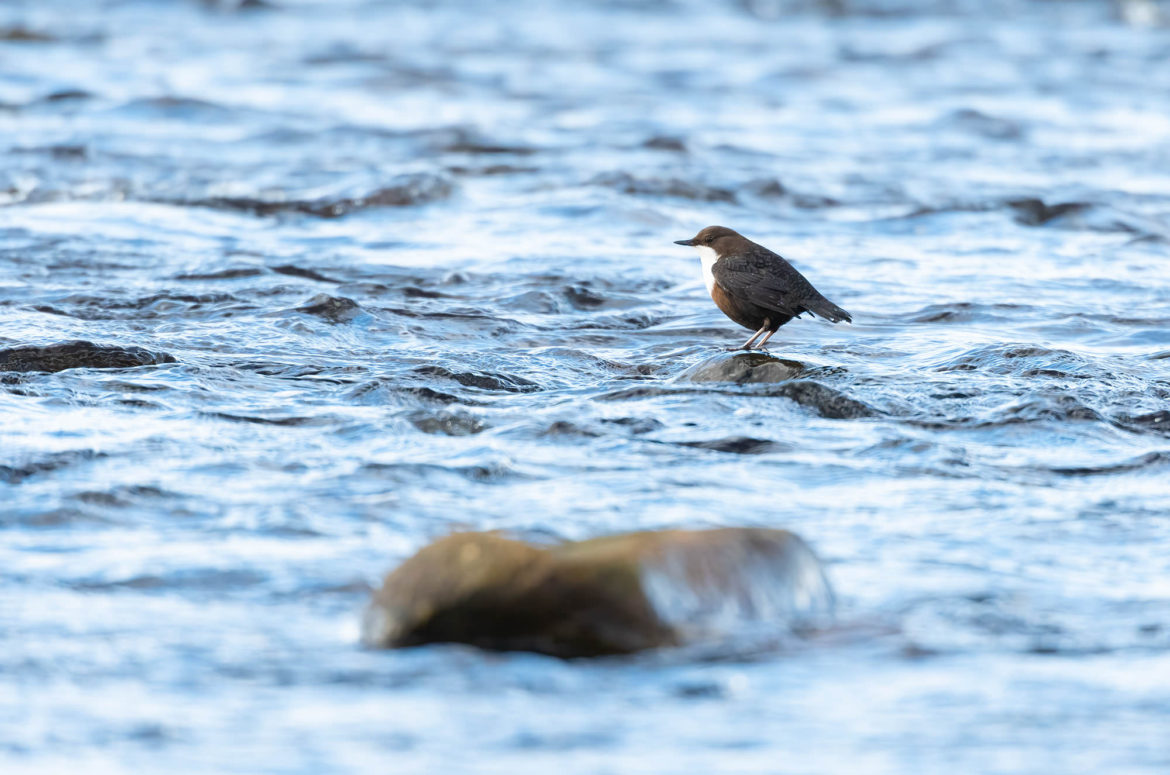 Photo of a dipper perched on a rock in the middle of a river