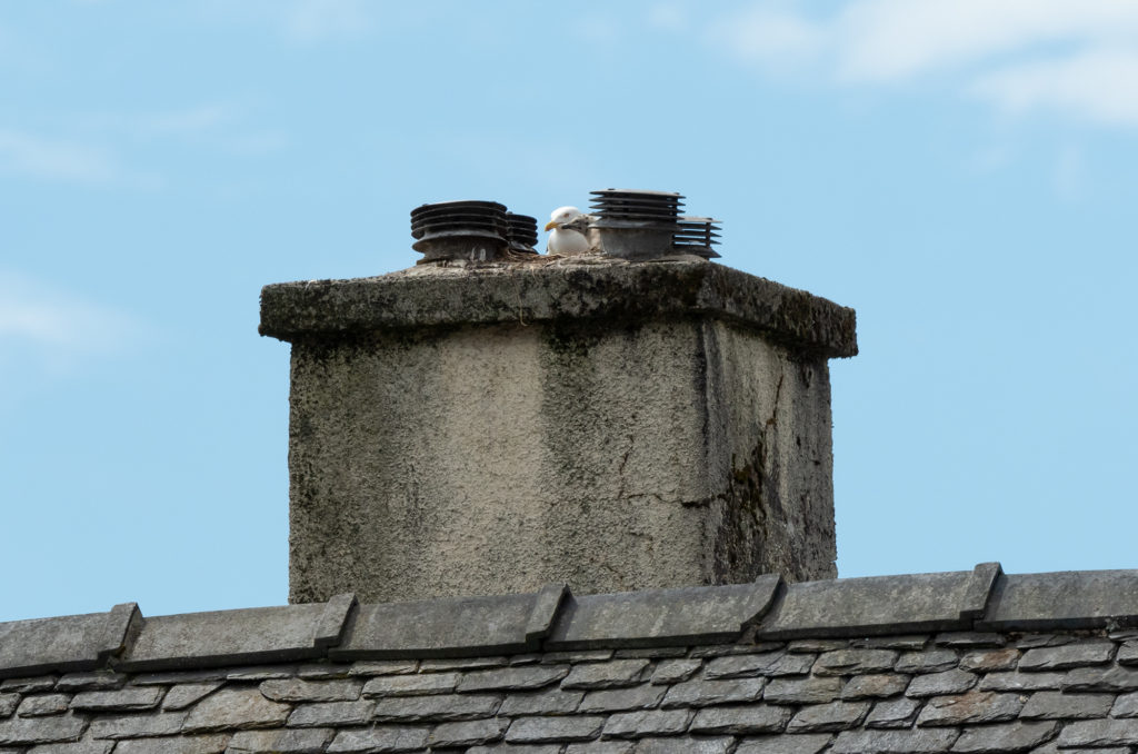 Photo of lesser black-backed gull and chick on the nest on a chimney