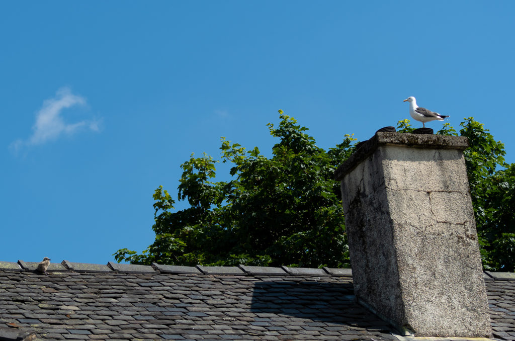 Photo of an adult lesser black-backed gull on a chimney looking down to its chick on the roof