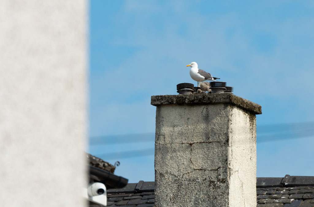 Photo of an adult lesser black-backed gull with chicks on a chimney