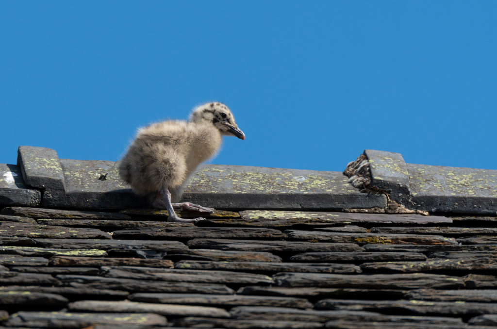 Photo of a lesser black-backed gull chick walking on the roof of a house