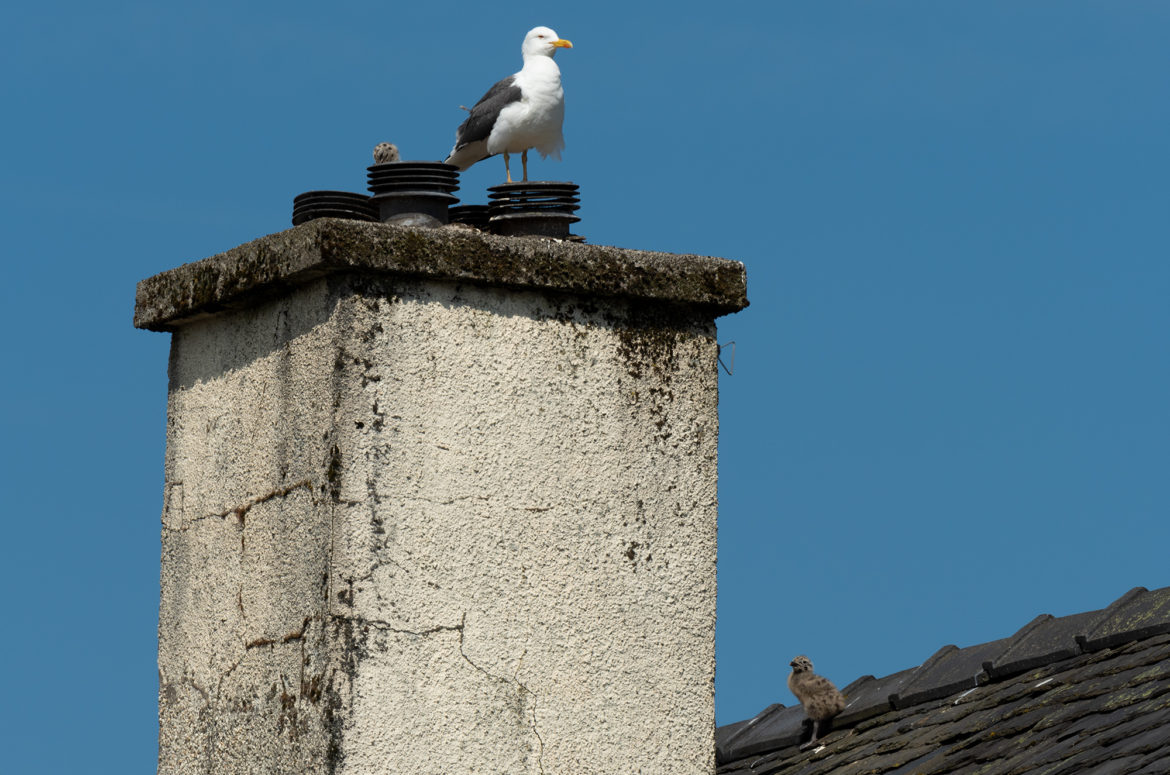 Photo of a lesser black-backed gull with two chicks on the roof of a house