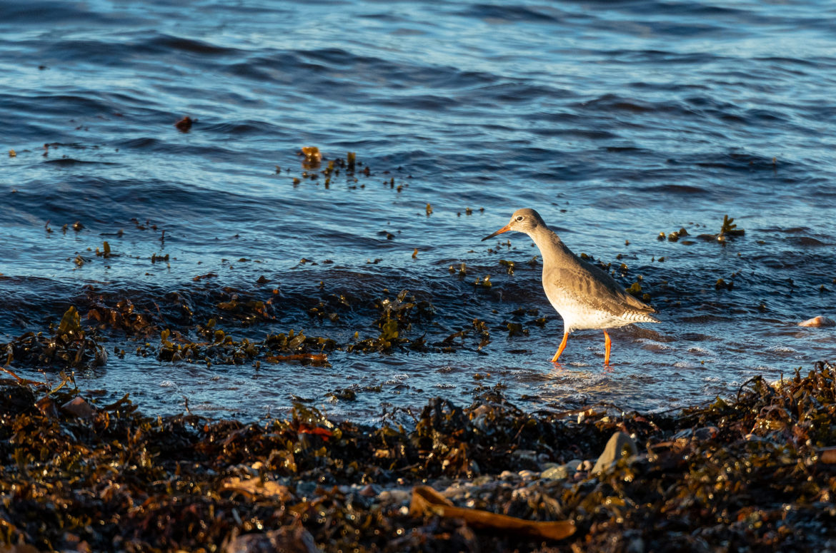 Photo of a redshank wading in the water
