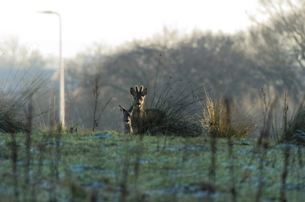 Photo of roe deer buck and doe in frosty conditions