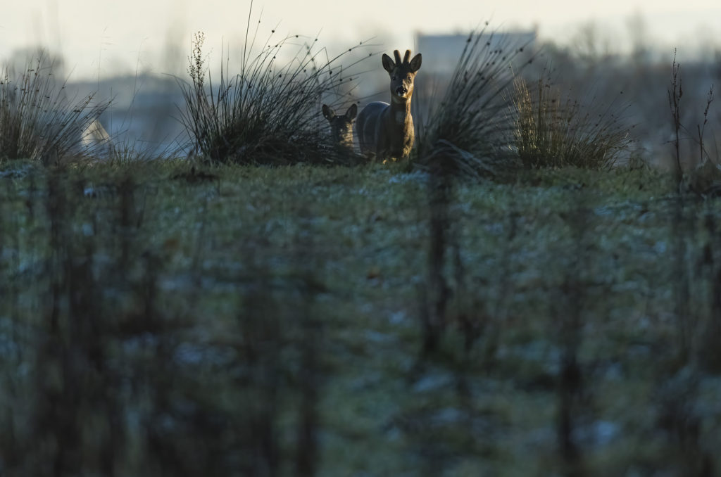 Photo of roe deer buck and doe in low light