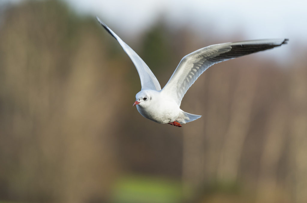 Photo of a black-headed gull in flight