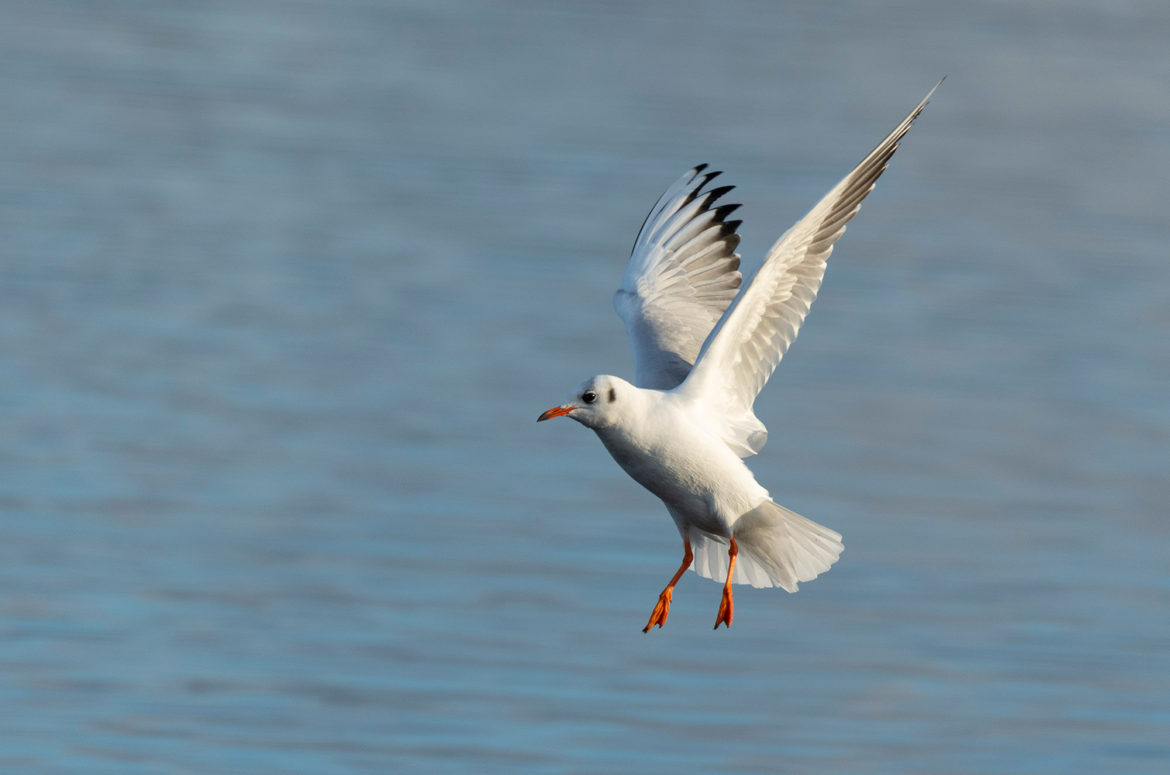 Photo of a black-headed gull coming into land on a loch.
