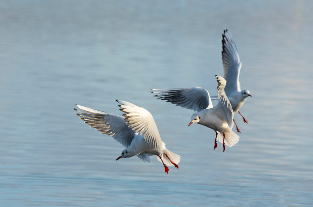 Photo of three black-headed gulls coming into land on a loch