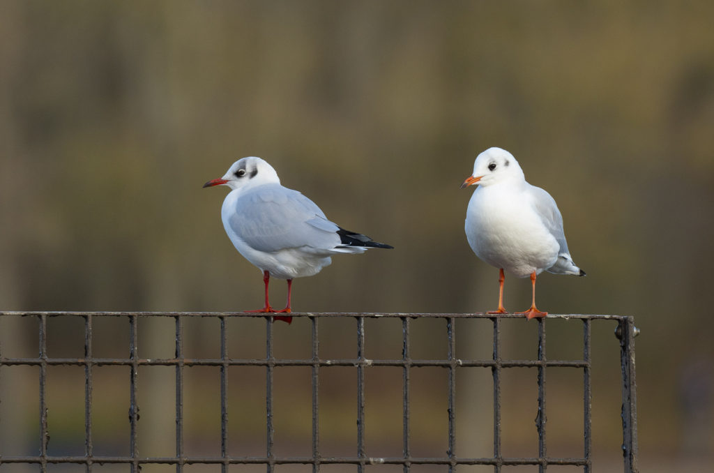 Photo of two black-headed gulls perched on a fence
