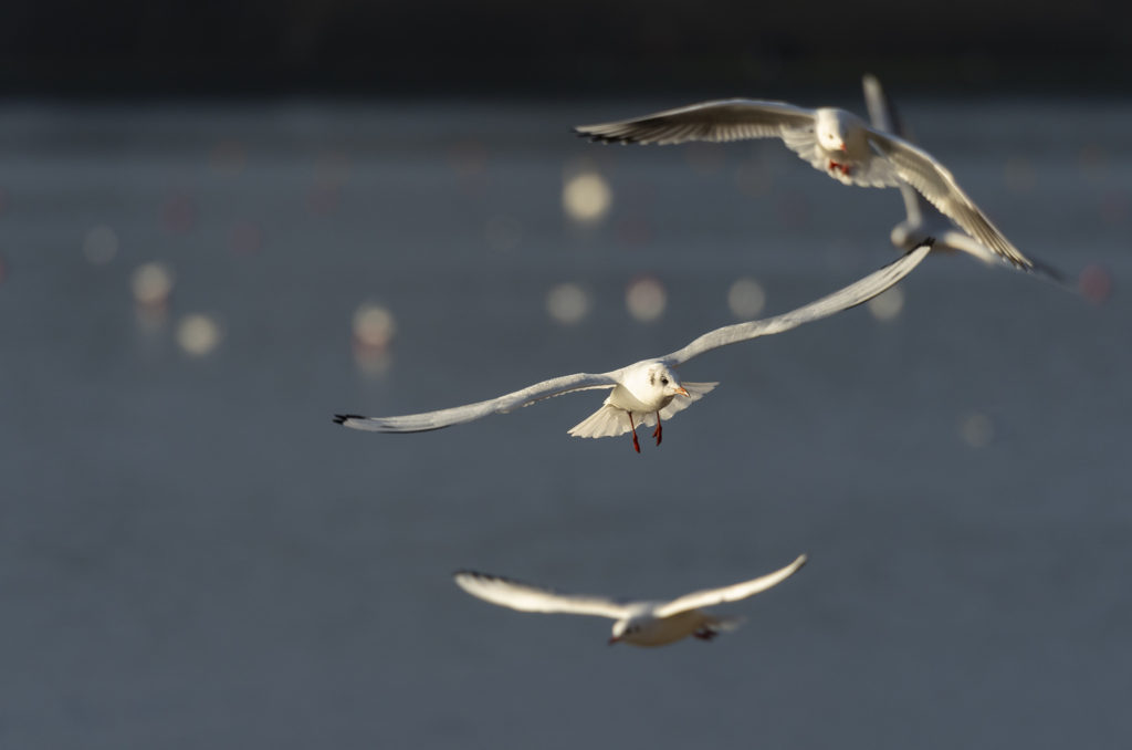 Photo of black-headed gulls in flight