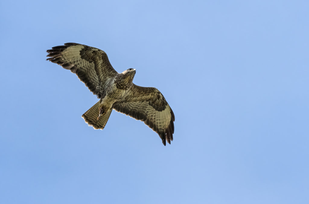 Photo of a buzzard flying with its catch