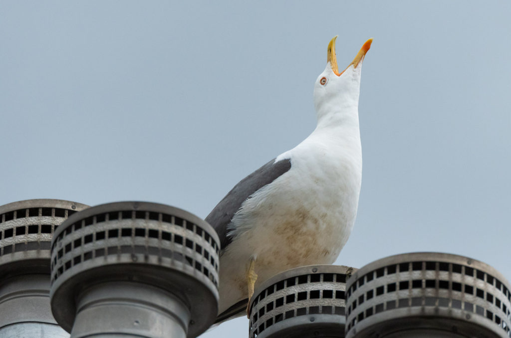 Photo of a lesser black-backed gull calling perched on a rooftop